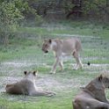 ZMB NOR SouthLuangwa 2016DEC10 NP 051 : 2016, 2016 - African Adventures, Africa, Date, December, Eastern, Month, National Park, Northern, Places, South Luangwa, Trips, Year, Zambia